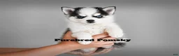 Pomsky dogs for sale: Lulu Micro Pomsky - Ad 6