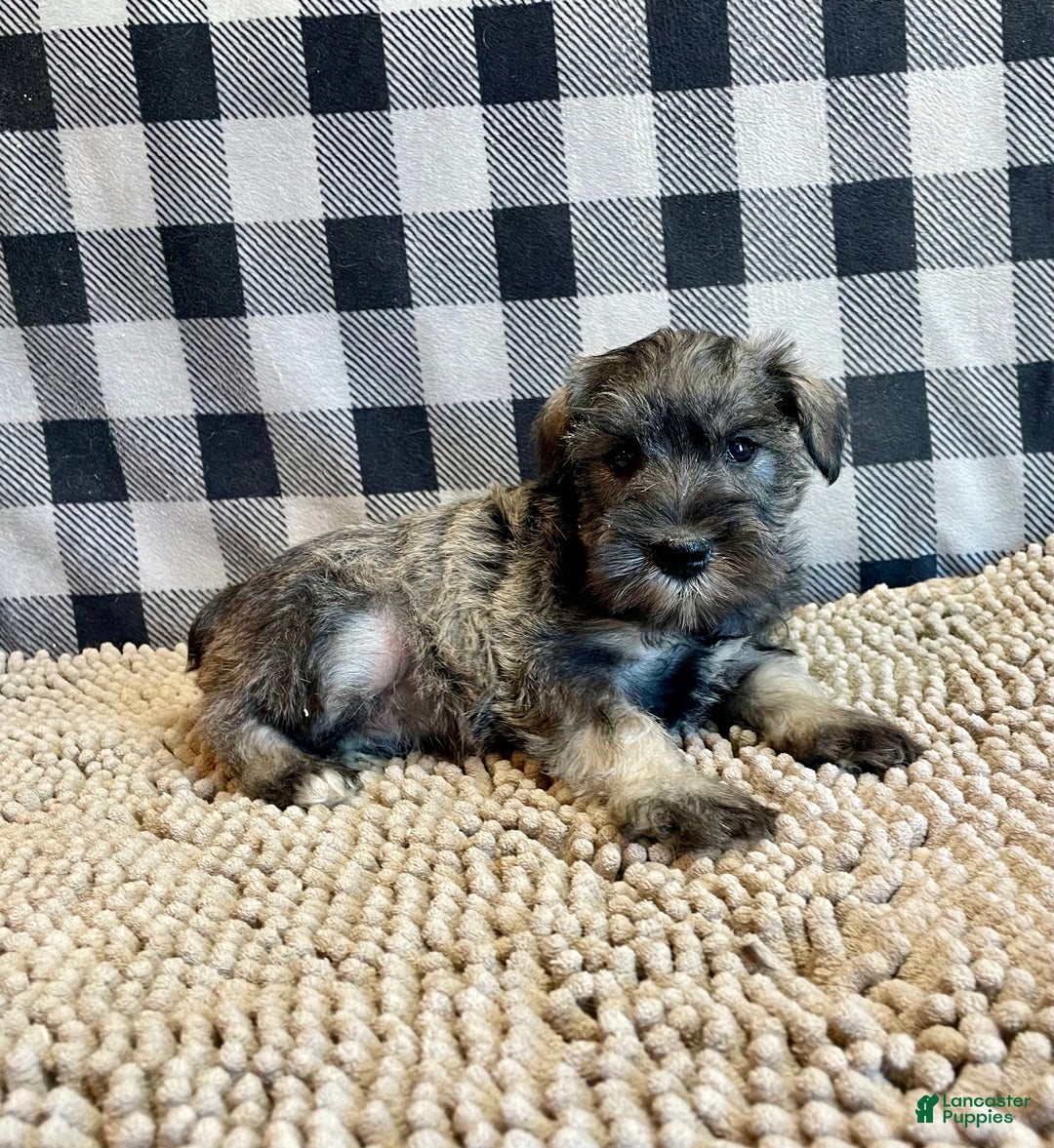 Miniature Schnauzer dogs for sale: Jesse - Ad 4