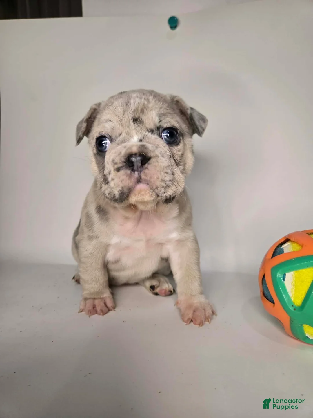 French Bulldog dogs for sale: Coco  - Ad 1