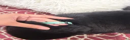 Rottweiler dogs for sale: Sky blue female  - Ad 5