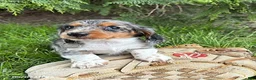 Dachshund dogs for sale: Maisie - Ad 3