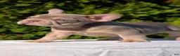 French Bulldog dogs for sale: Luna - Ad 4