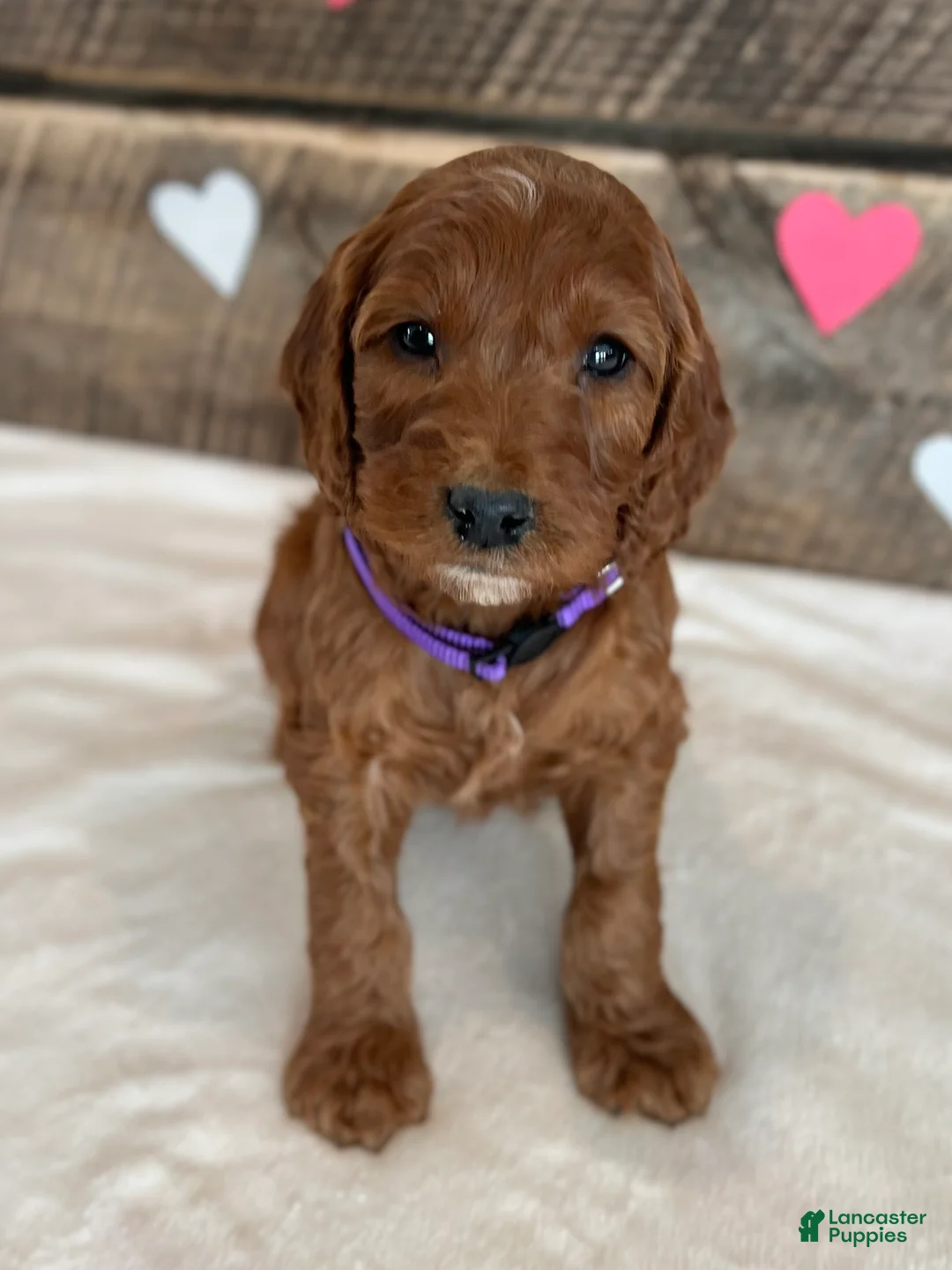 Irish Doodle dogs for sale: Lily - Ad 3