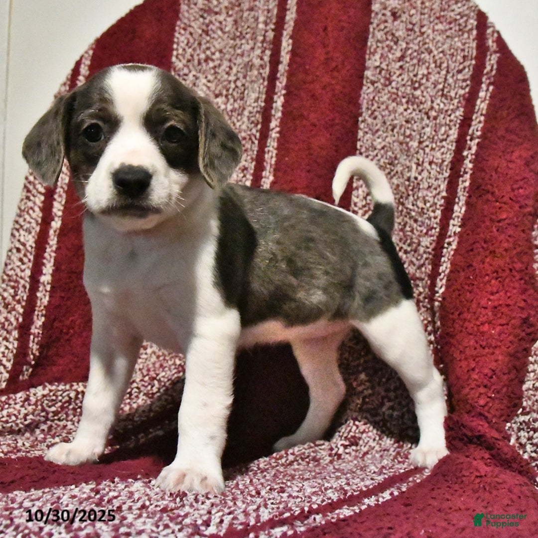 Mixed Breed dogs for sale: Babe - Ad 7