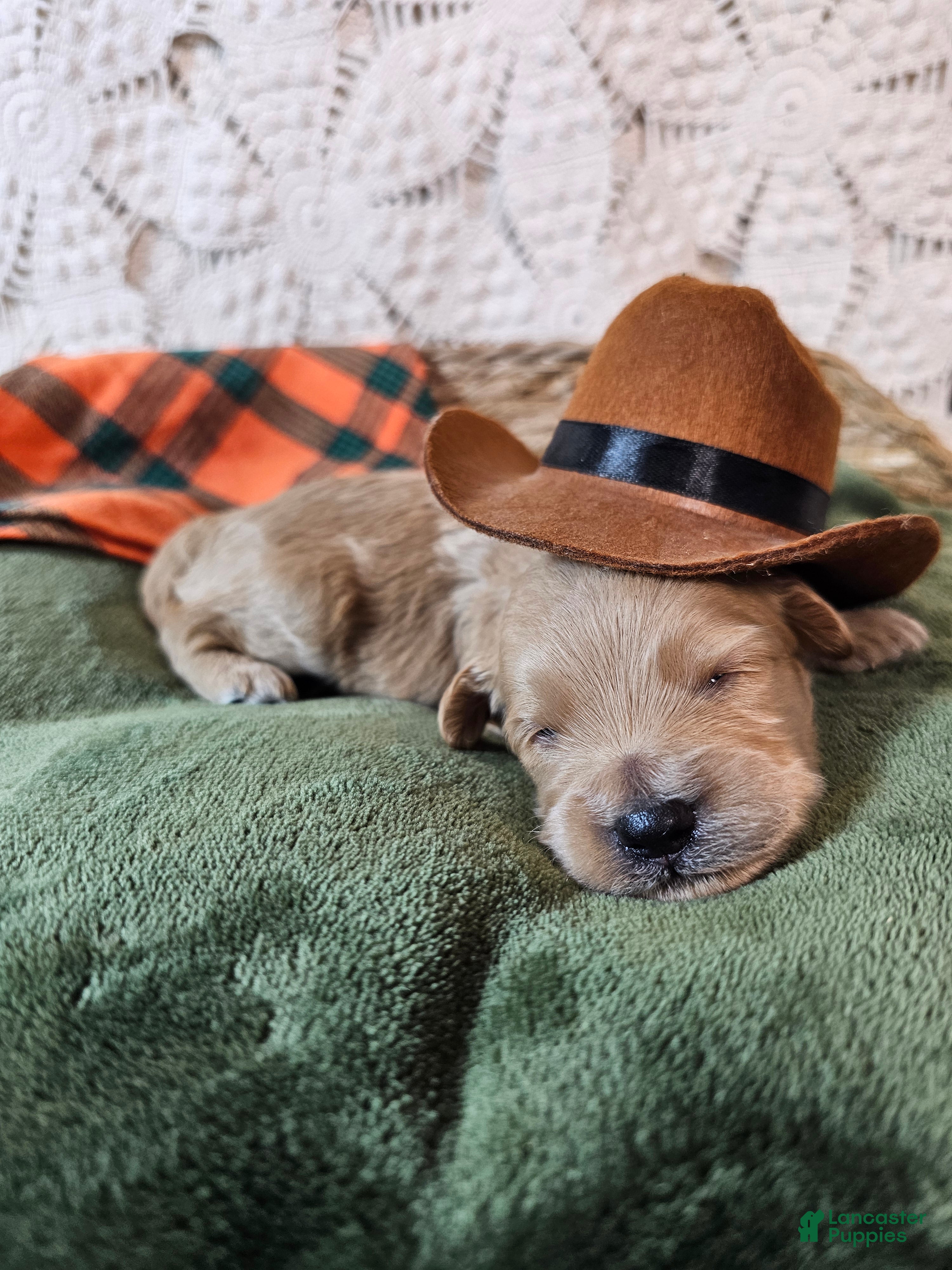 Mini Goldendoodle dogs Chile - Ad 1