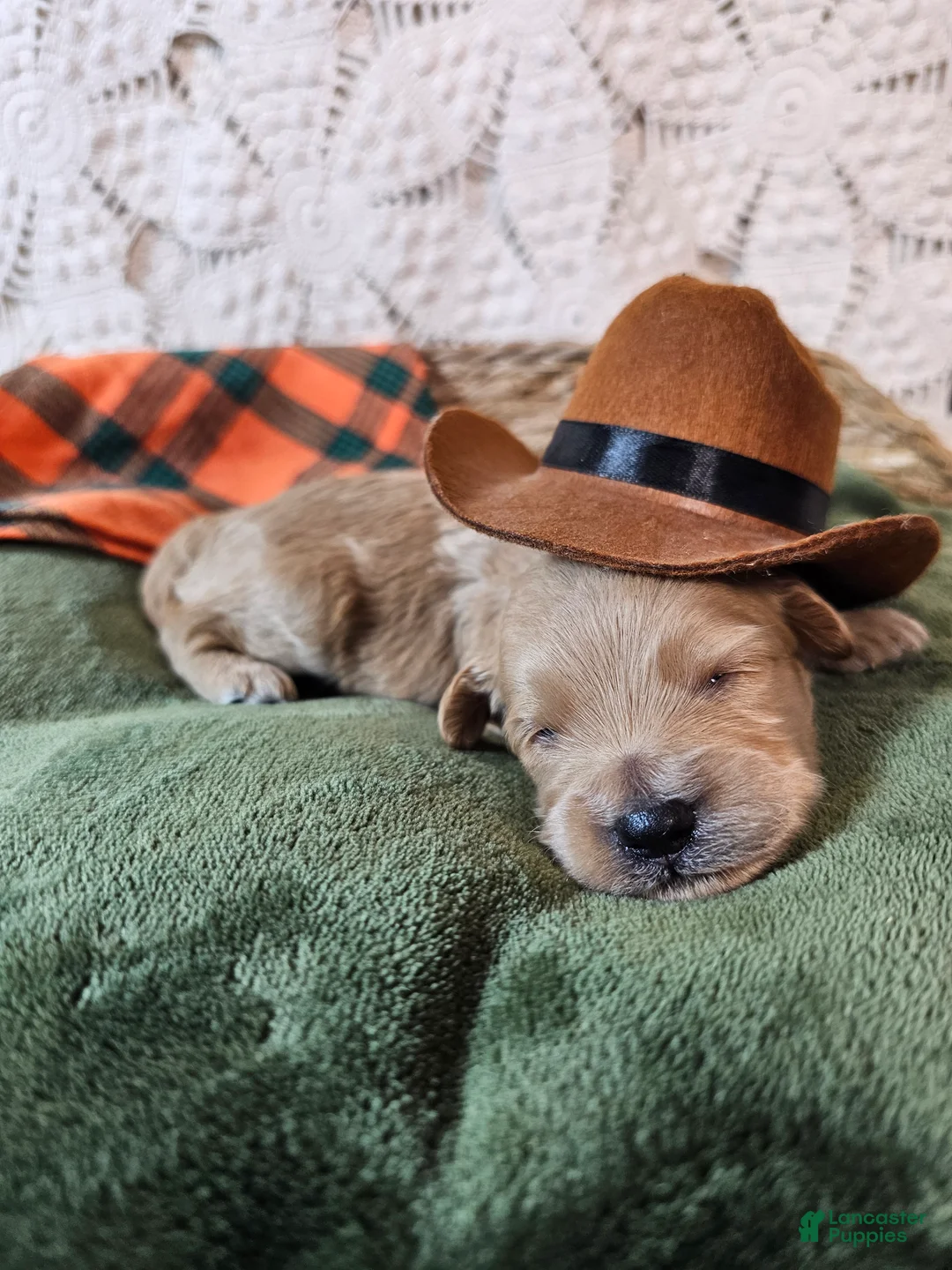 Mini Goldendoodle dogs for sale: Chile - Ad 1