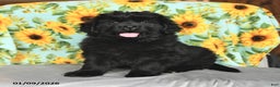 Newfoundland dogs for sale: Whoppers - Ad 2