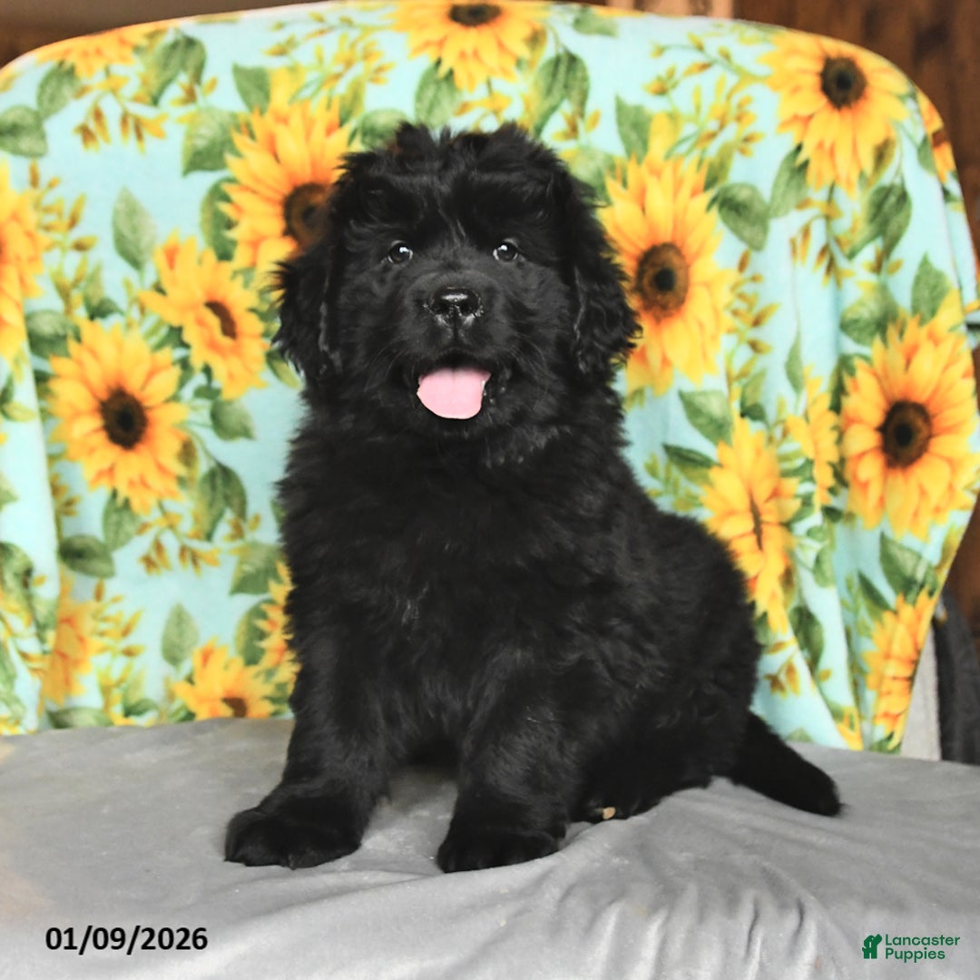 Newfoundland dogs for sale: Whoppers - Ad 2