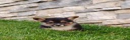 Welsh Corgi Pembroke dogs for sale: Welsh Corgi Pembroke 4 - Ad 1