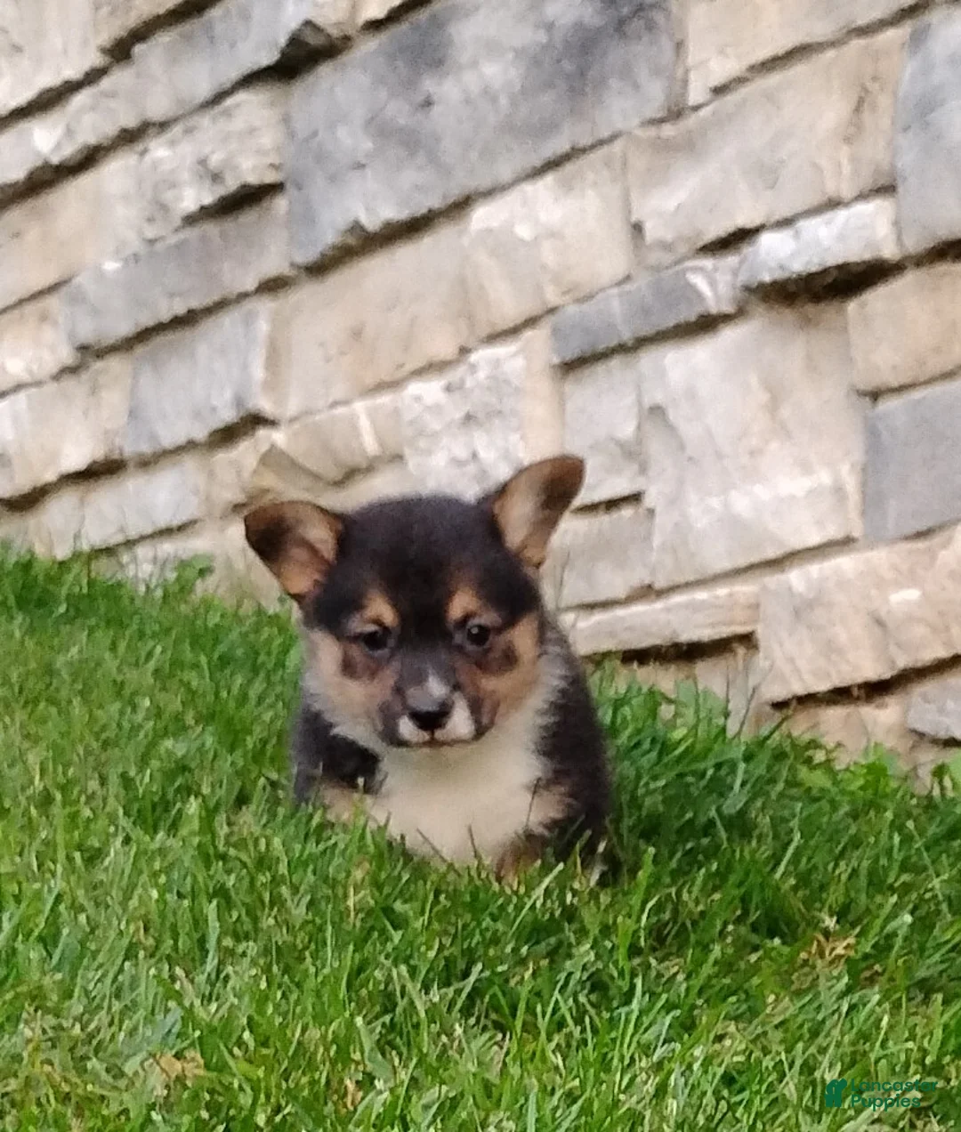 Welsh Corgi Pembroke dogs for sale: Welsh Corgi Pembroke 4 - Ad 1