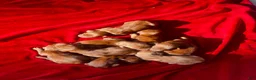 Irish Setter dogs for sale: Irish Setter 2 - Ad 4
