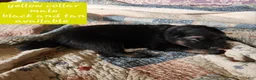 German Shepherd dogs for sale: Yellow collar - Ad 4