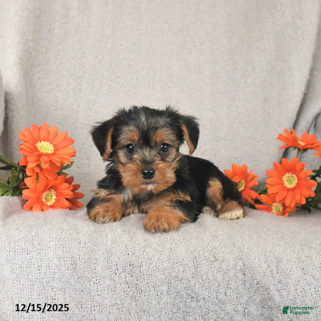 Yorkshire Terrier dogs for sale: Roxy - Ad 2