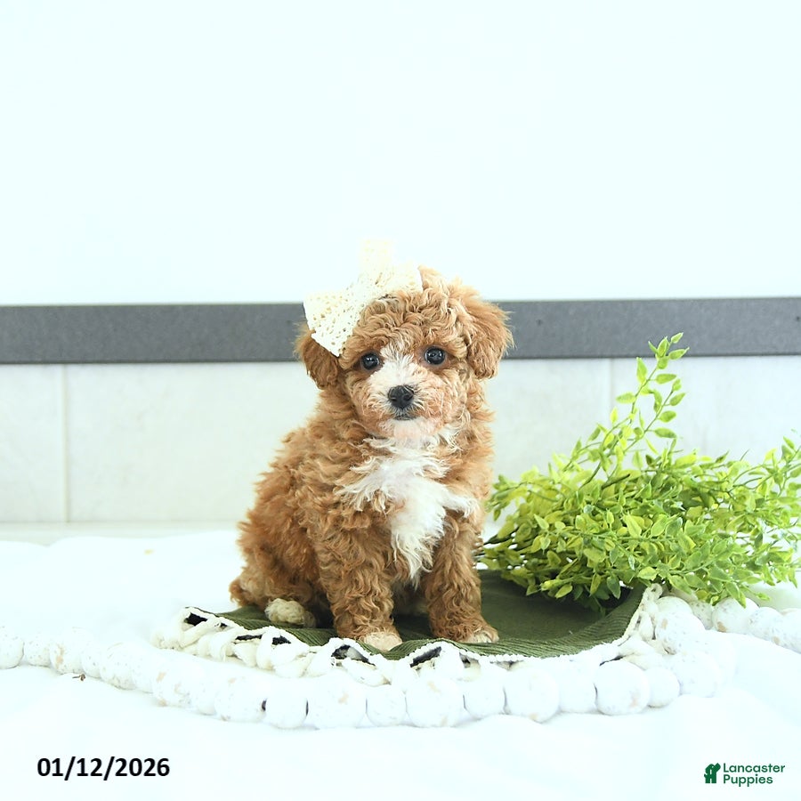 Toy Poodle dogs Hope - Ad 3