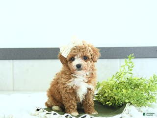 Toy Poodle dogs Hope - Ad 3