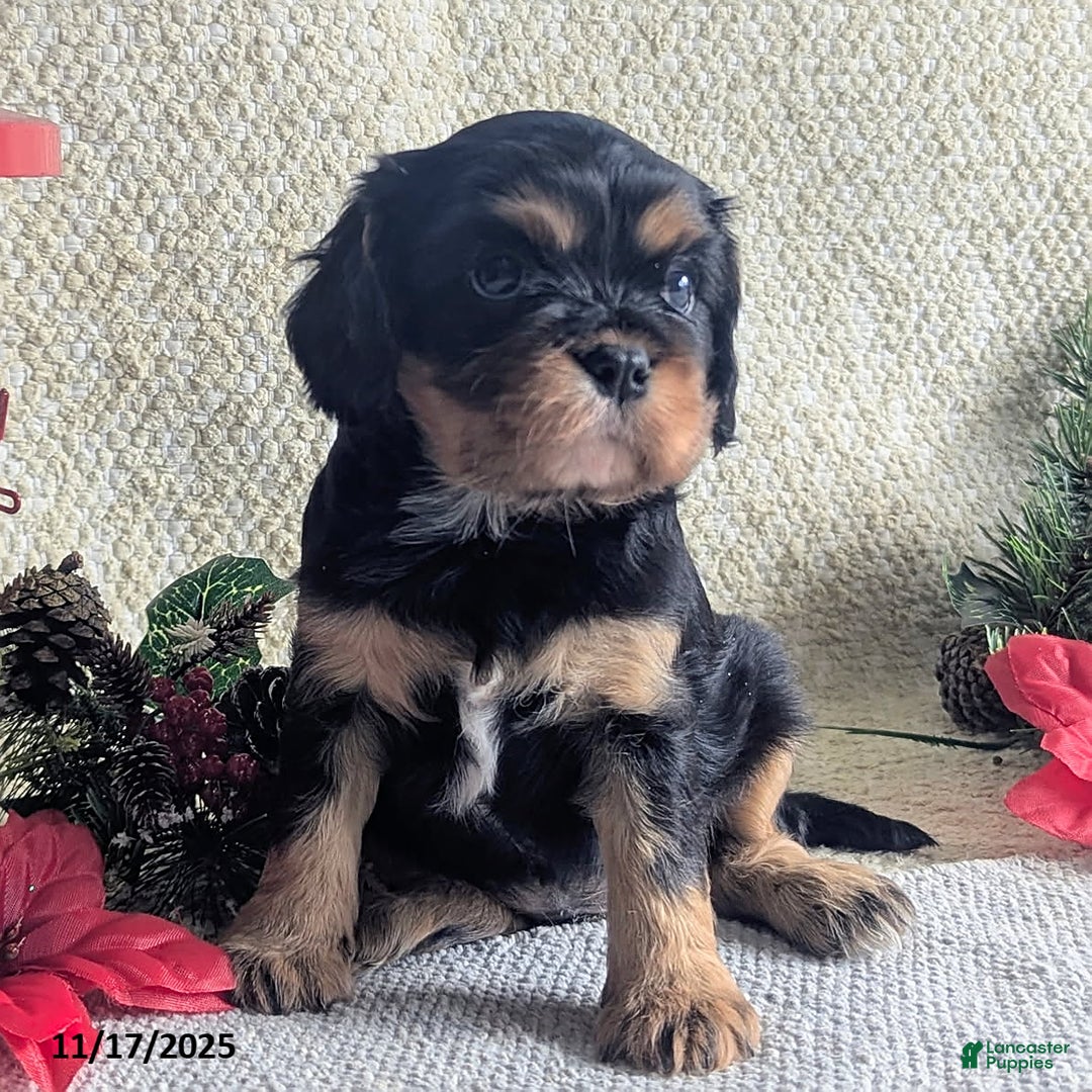 Cavalier King Charles Spaniel dogs for sale: Betty   - Ad 4