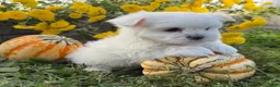 Maltese dogs for sale: Cameron - Ad 3