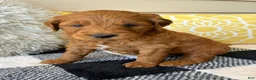 Mini Goldendoodle dogs for sale: Mini Goldendoodle “Milo” - Ad 9