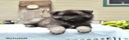 Keeshond dogs for sale: Sawyer - Ad 4