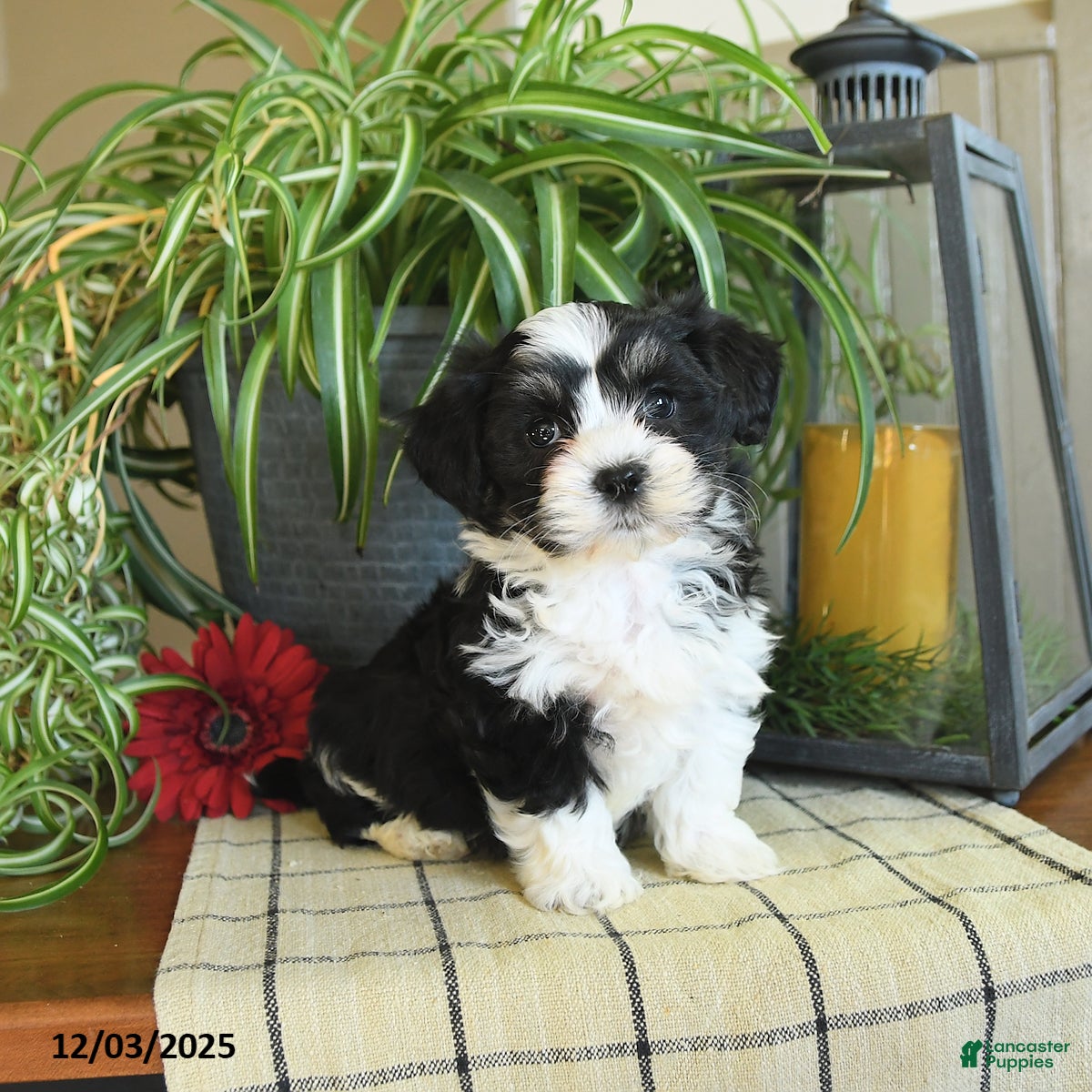 Havanese dogs Scout - Ad 4