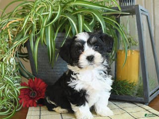 Havanese dogs Scout - Ad 27