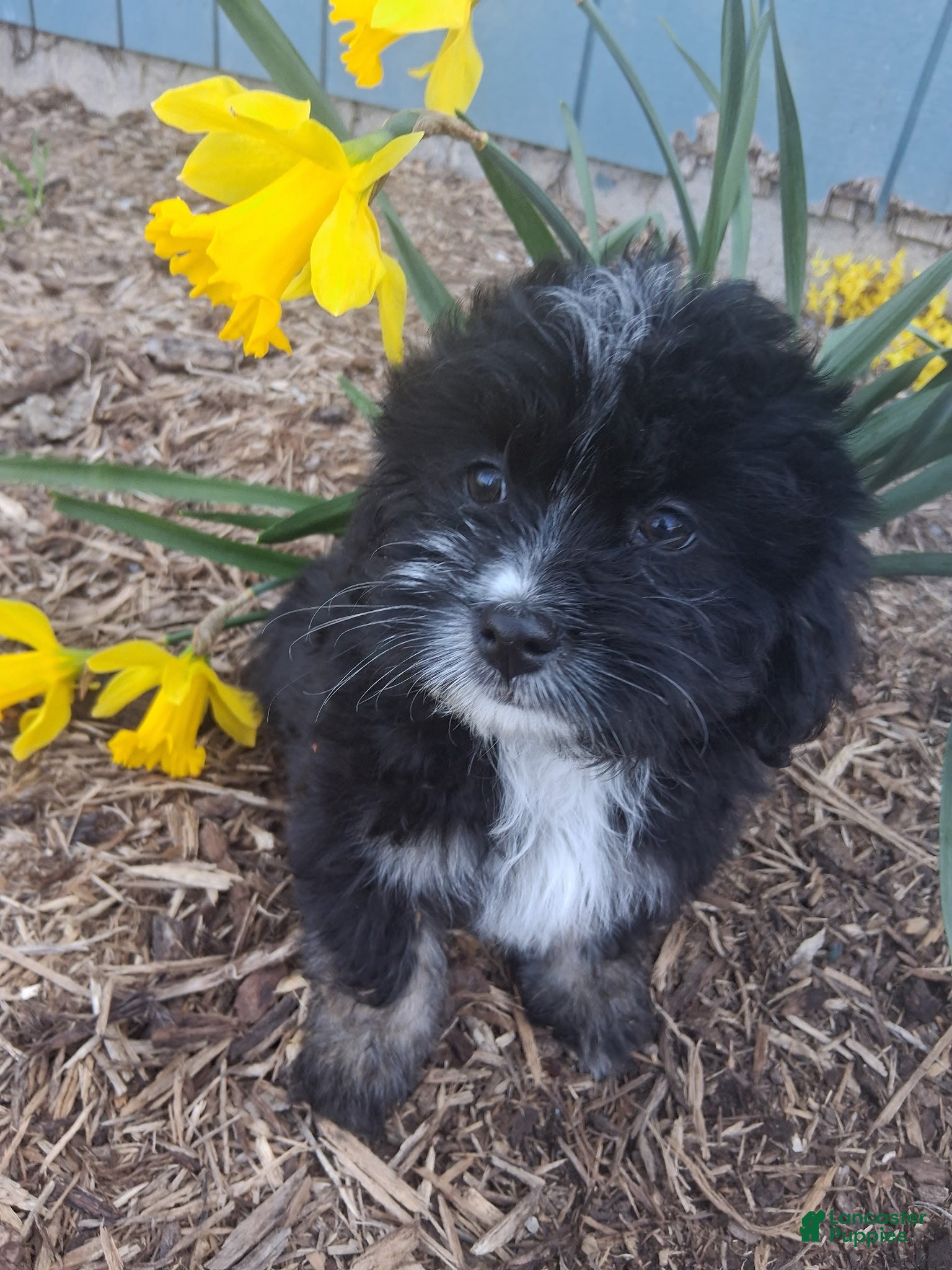 Lhasapoo dogs Tulip - Ad 2