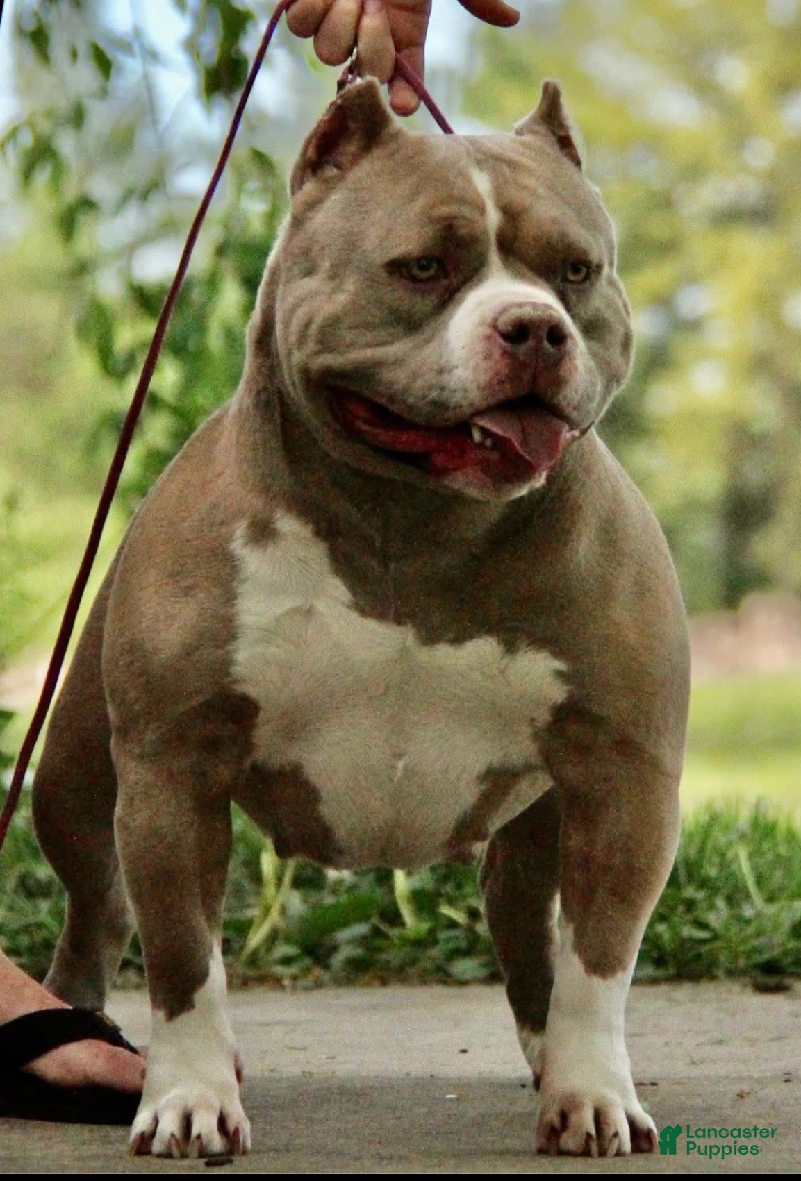 American Bully dogs Whisper  - Ad 2