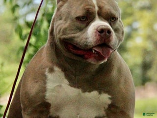 American Bully dogs Whisper - Ad 7