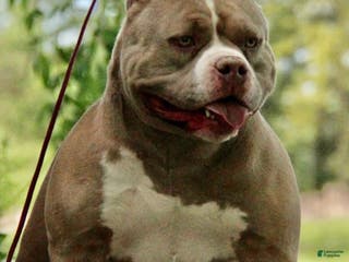 American Bully dogs Whisper - Ad 15