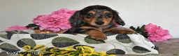 Miniature Dachshund dogs for sale: Bingo - Ad 1