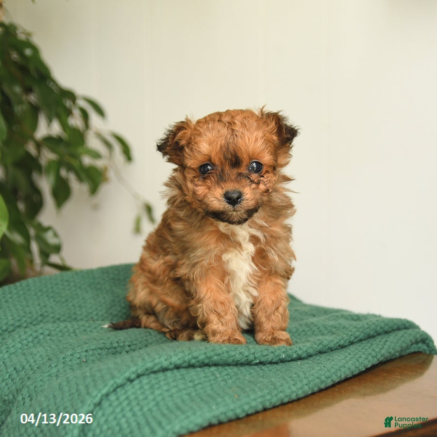 Pomapoo dogs Lucy - Ad 1