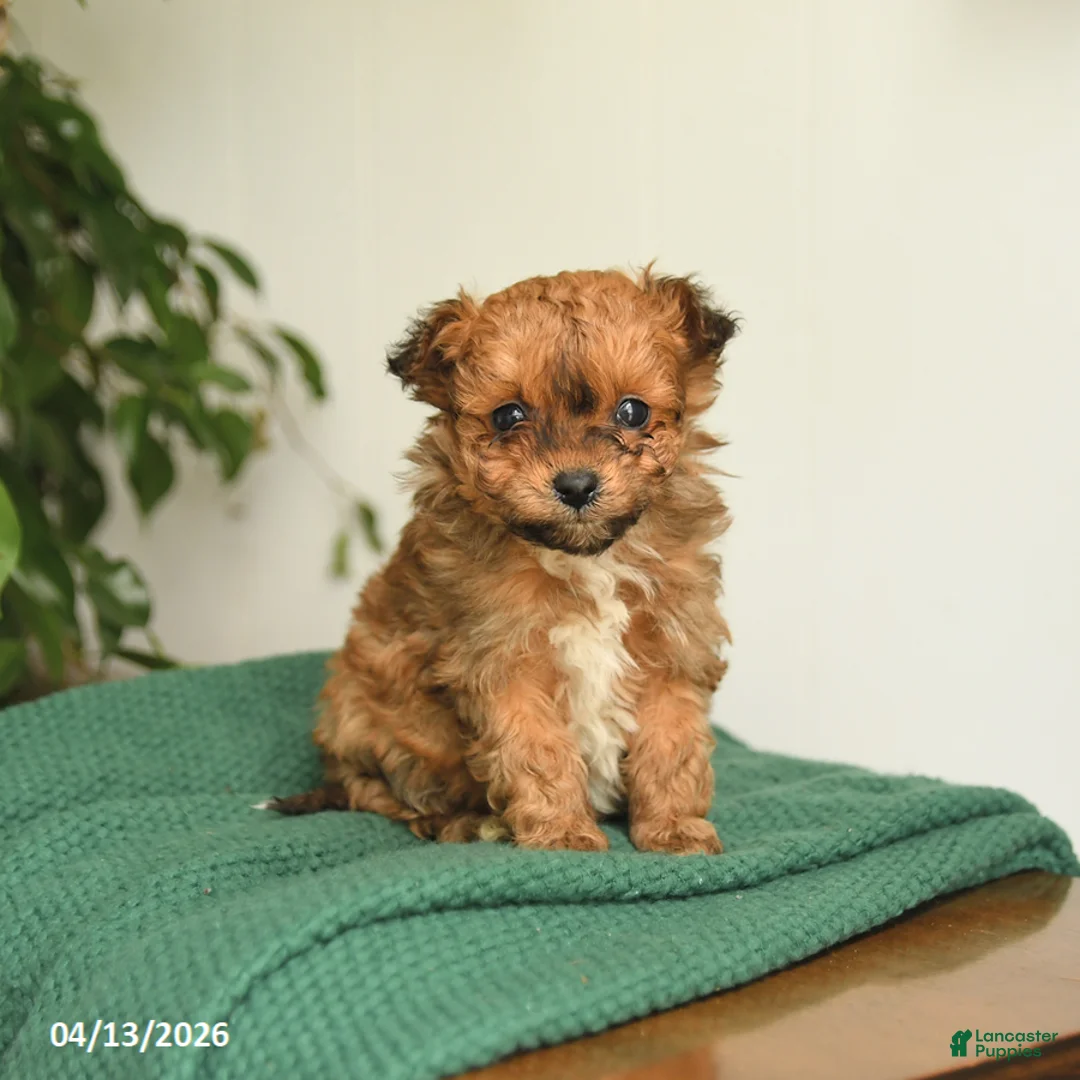 Pomapoo dogs for sale: Lucy - Ad 1