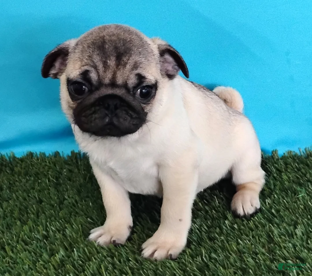 Pug dogs for sale: Pablo - Ad 5