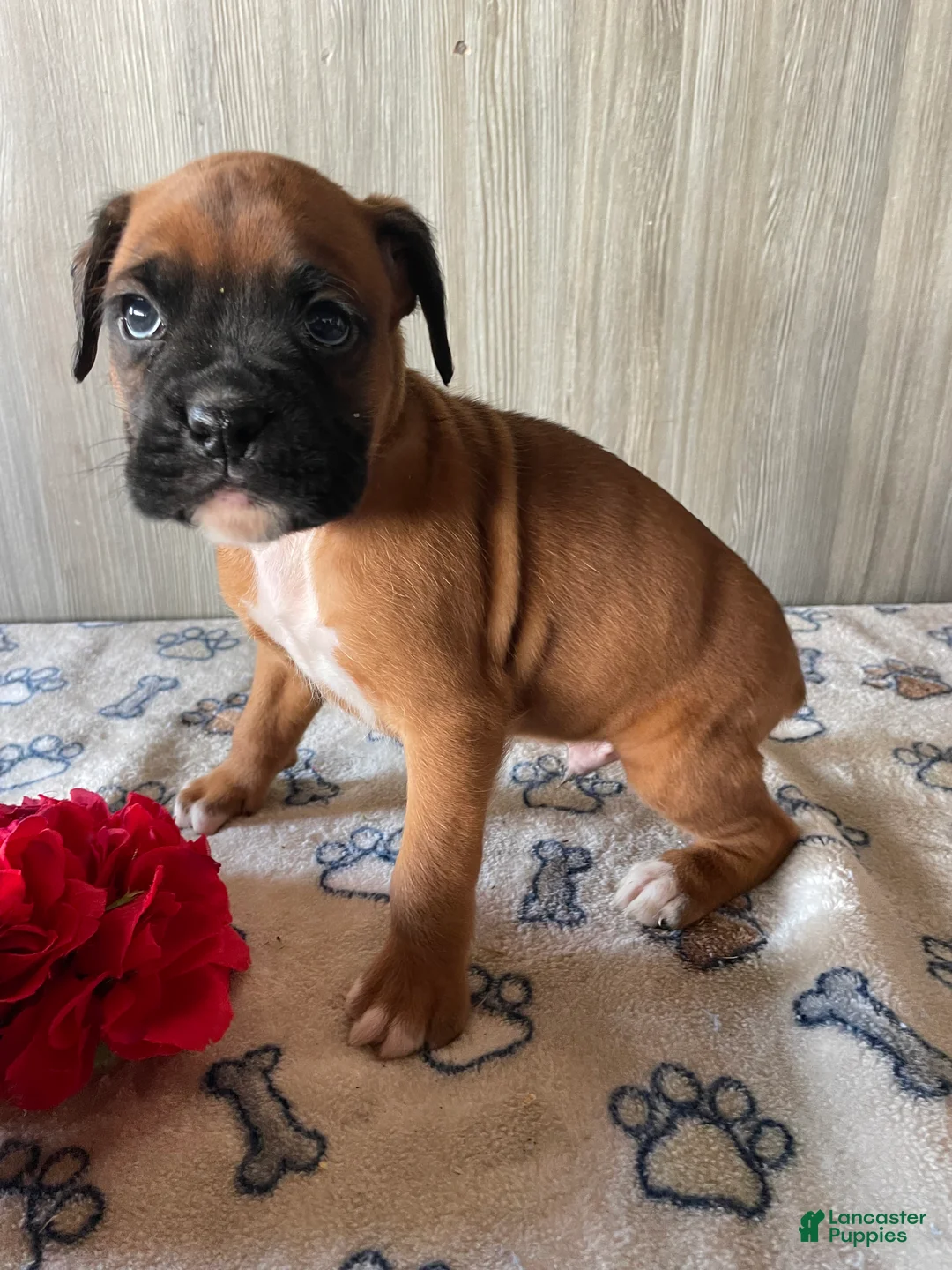 Boxer dogs for sale: Blake - Ad 3