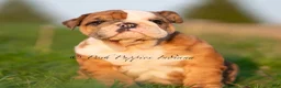 English Bulldog dogs for sale: Roxky AKC - Ad 3