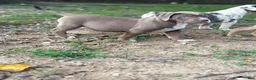 American Bully dogs for sale: Beauty - Ad 1
