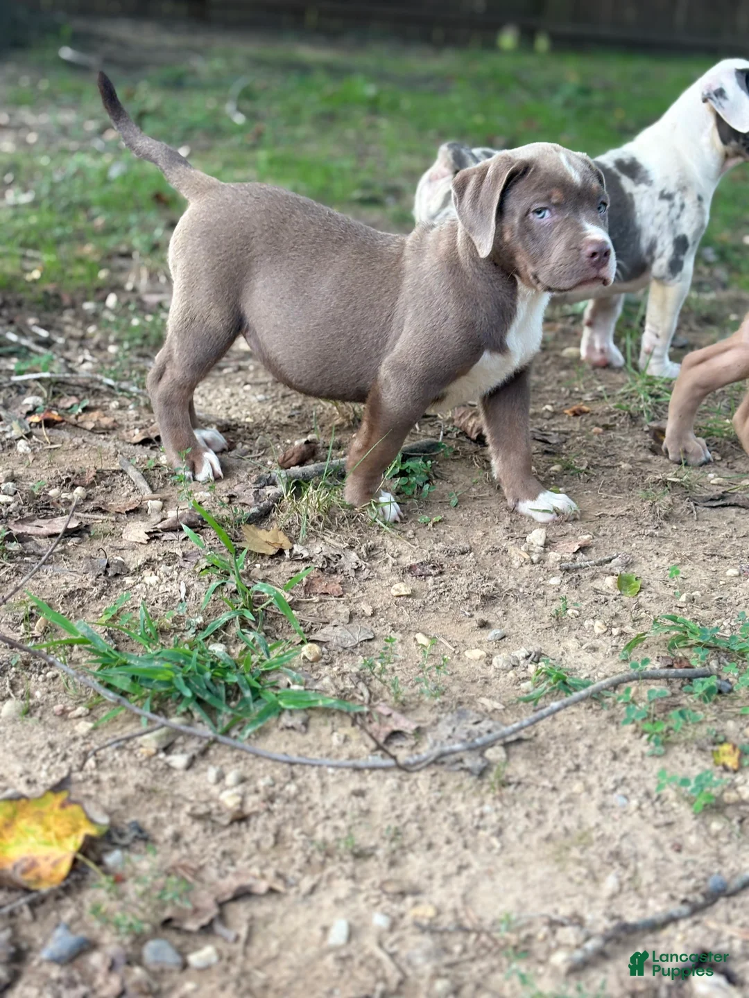 American Bully dogs for sale: Beauty - Ad 1