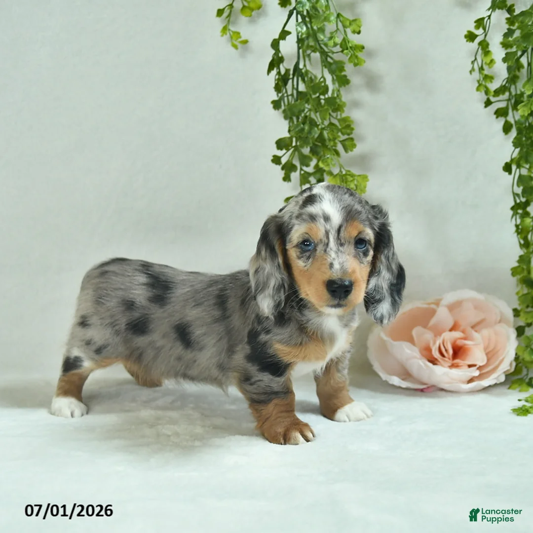 Miniature Dachshund dogs for sale: Gloria  - Ad 5