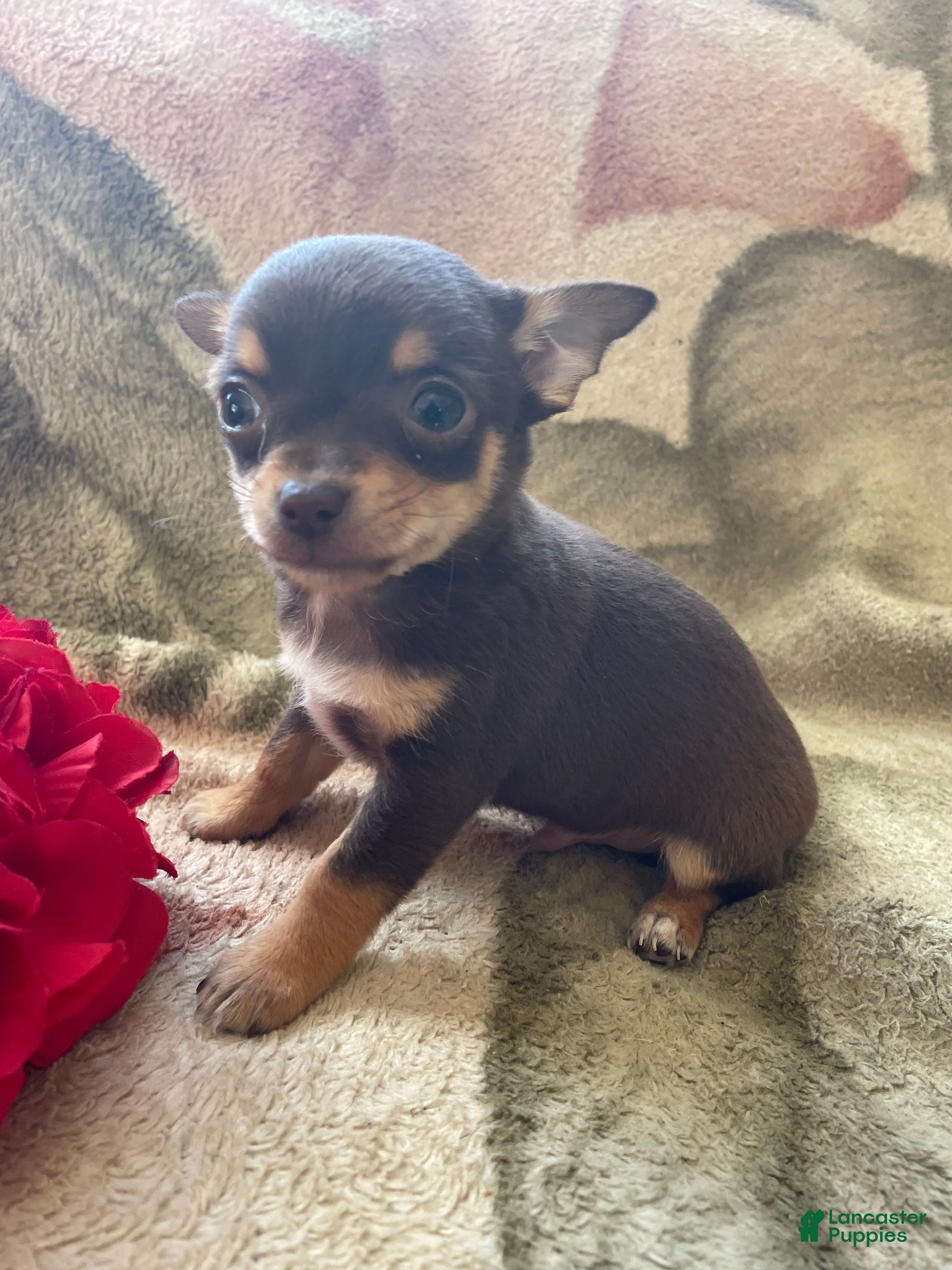 Chihuahua dogs Pinto - Ad 39