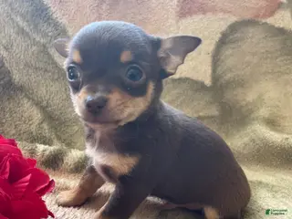 Chihuahua dogs Pinto - Ad 39