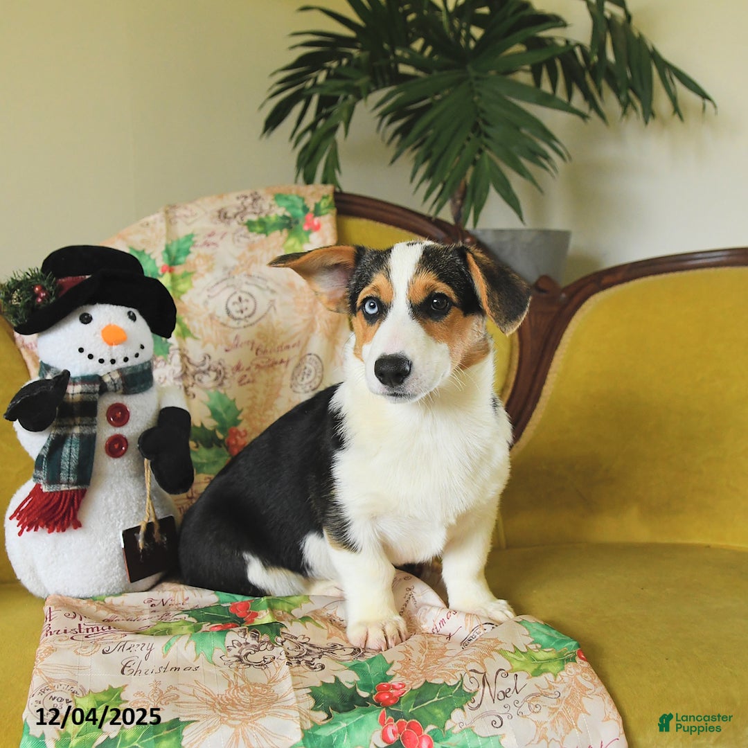 Welsh Corgi Pembroke dogs for sale: Natalie - Ad 23