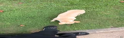 French Bulldog dogs for sale: French Bulldog 1 - Ad 8