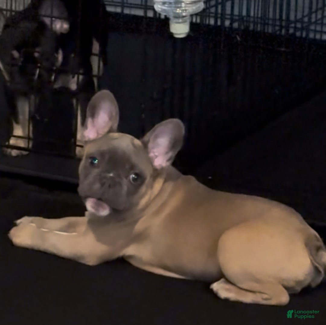 French Bulldog dogs for sale: French Bulldog Puppy 2 - Ad 2