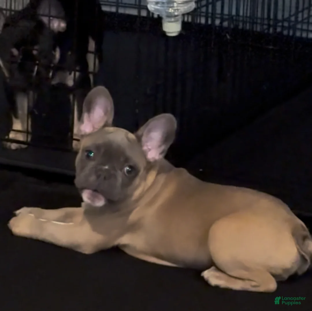 French Bulldog dogs for sale: French Bulldog Puppy 3 - Ad 2