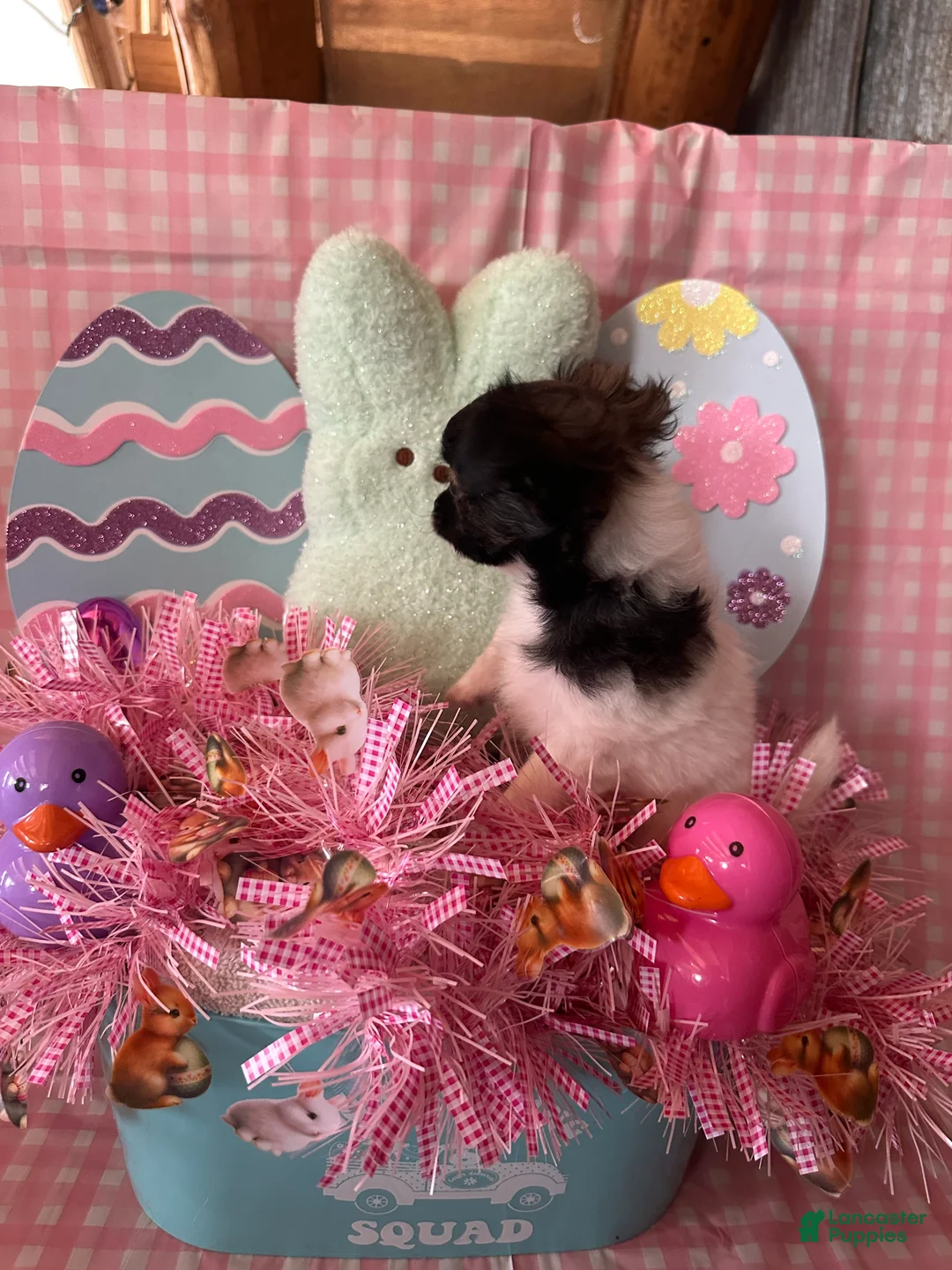 Chihuahua dogs for sale: Trigette  - Ad 4