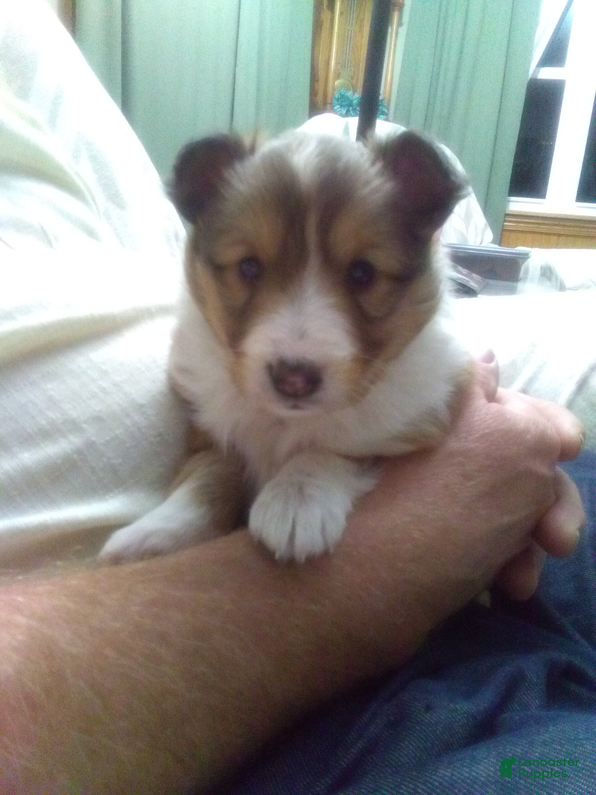 Shetland Sheepdog dogs Shetland Sheepdog Puppy 3 - Ad 13