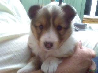 Shetland Sheepdog dogs Shetland Sheepdog Puppy 3 - Ad 23