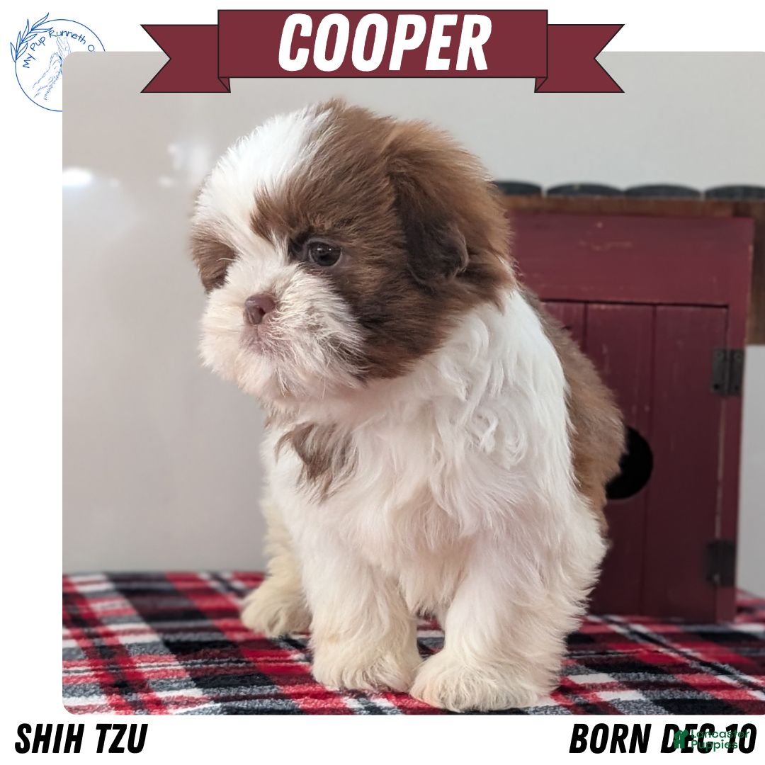 Shih Tzu dogs Cooper - Ad 5