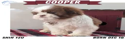 Shih Tzu dogs for sale: Cooper - Ad 1
