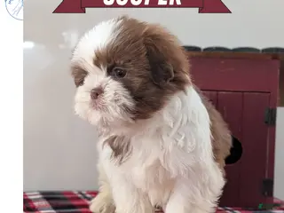 Shih Tzu dogs Cooper - Ad 5